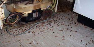 Поморить тараканов в квартире в Нижнем Тагиле, цены