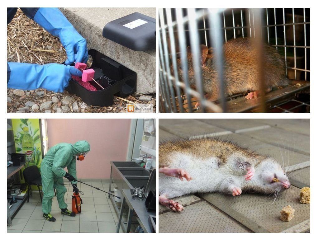 Дератизация от грызунов от крыс и мышей в Нижнем Тагиле