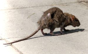 Фирма по уничтожению грызунов, крыс и мышей в Нижнем Тагиле