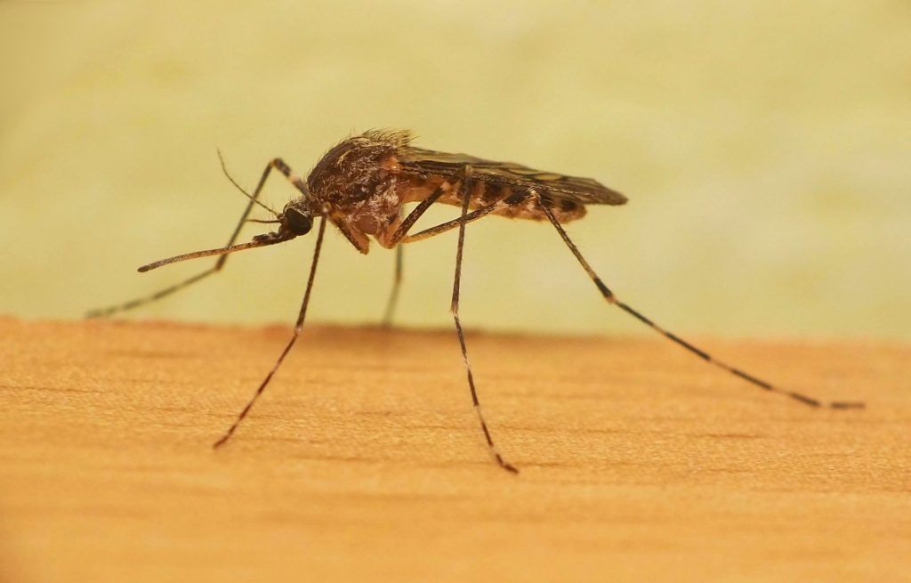 Уничтожение комаров в Нижнем Тагиле