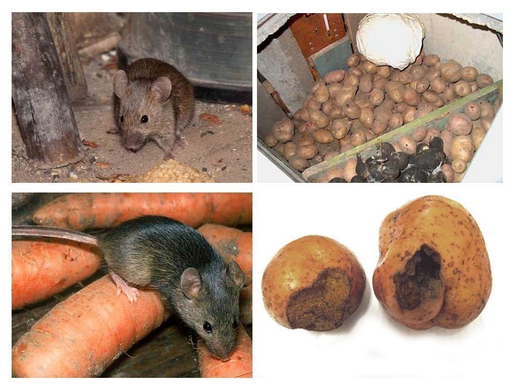 Обработка от грызунов крыс и мышей в Нижнем Тагиле