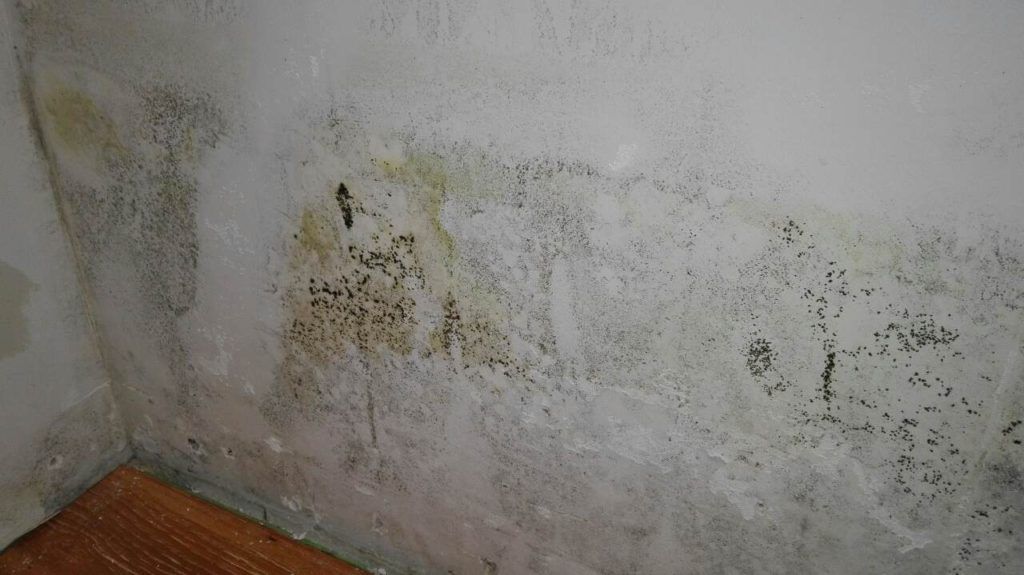 Как избавиться от плесени на стене в квартире?