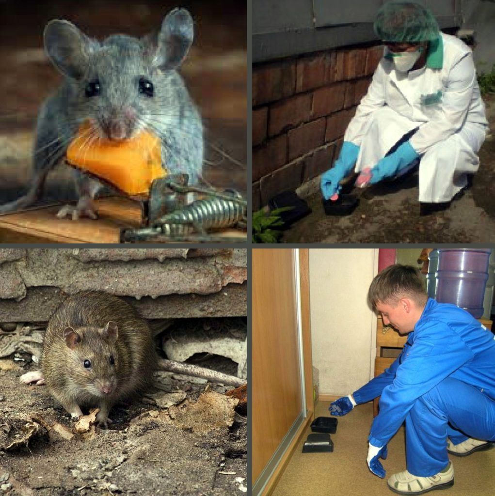 Дезинфекция от грызунов, крыс и мышей в Нижнем Тагиле