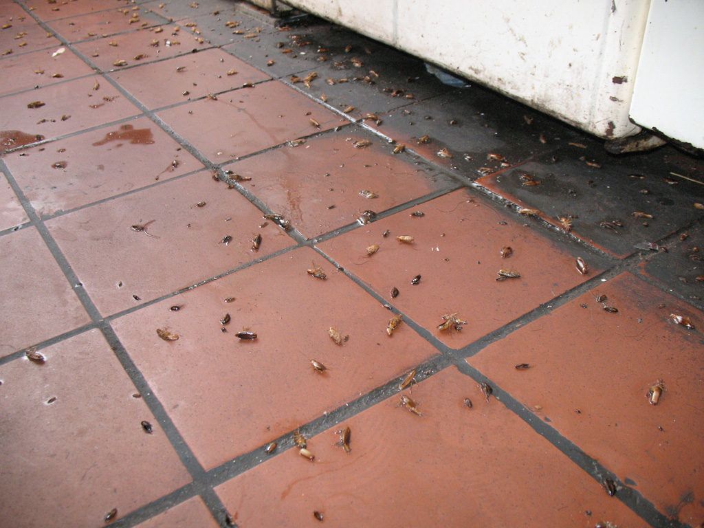 Уничтожение тараканов в квартире в Нижнем Тагиле 