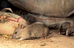 Дератизация от грызунов от крыс и мышей в Нижнем Тагиле