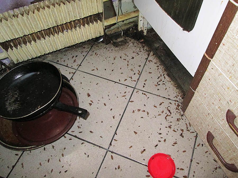 Санэпидемстанция от тараканов в Нижнем Тагиле, вызвать, цены